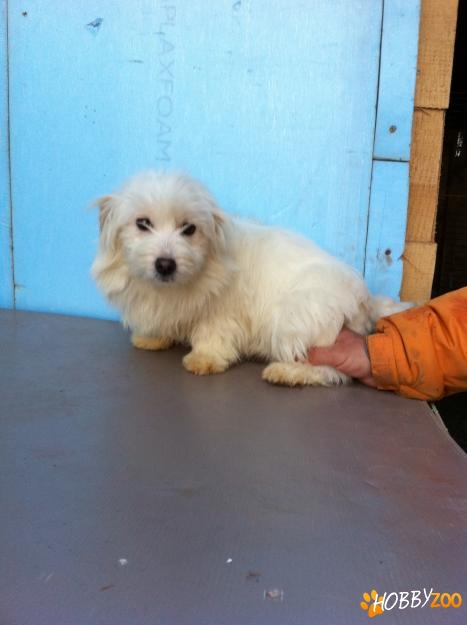 mascul bichon bolognese