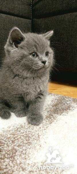 Baietel British shorthair 