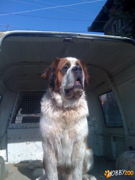 pereche Saint bernard