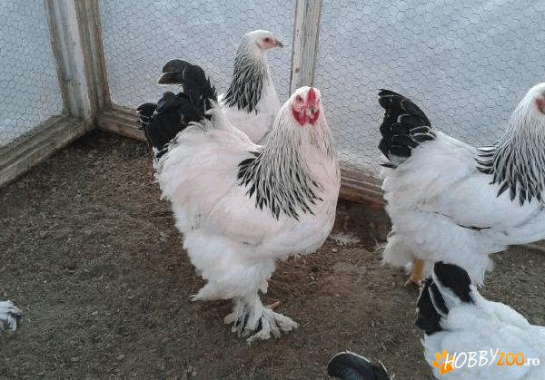 COCOSI SI GAINI BRAHMA HERMINAT