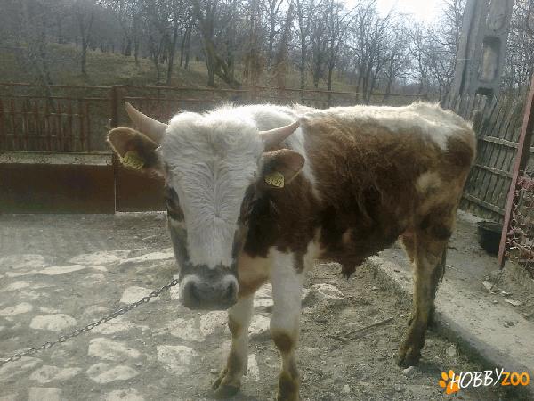 vand taur de carne...