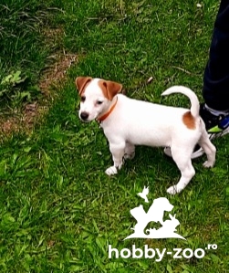 Vând pui Jack Russell Terier mascul