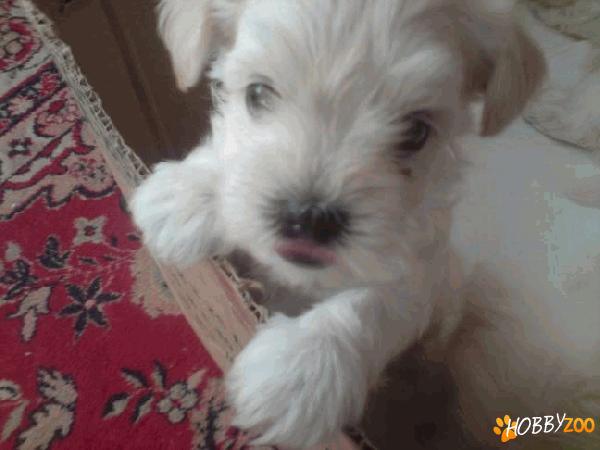 Bichon havanez toy