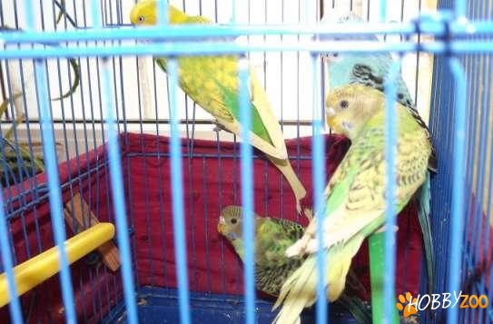 perusi femele si masculi