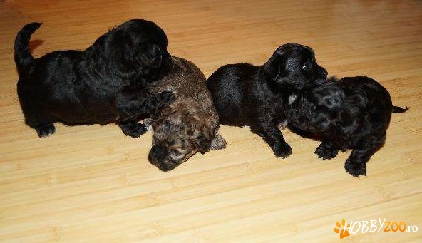 Vand Catelusi caniche 5 saptamani