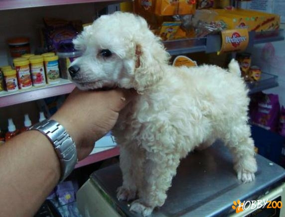 caniche pitic rasa pura 