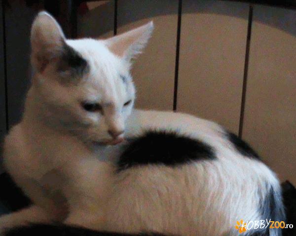 Pierdut pisica alb-negru, Bucuresti