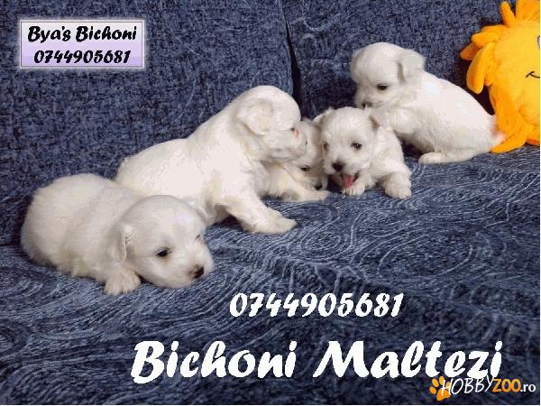 BICHONI MALTESE catelusi talie mica