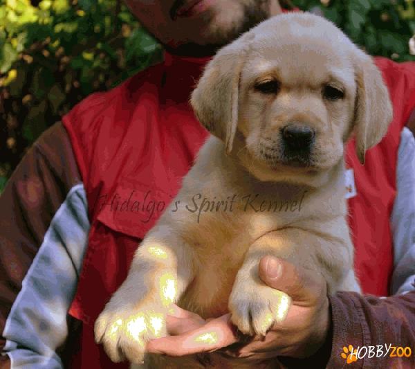 Labrador Retriever Hidalgo