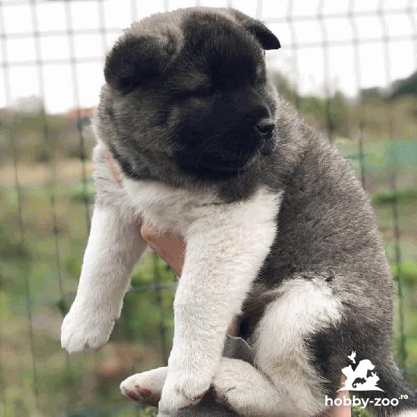 Cățeluși  de akita 