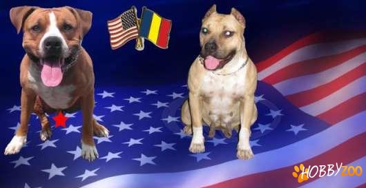 pui amstaff cu pedigree