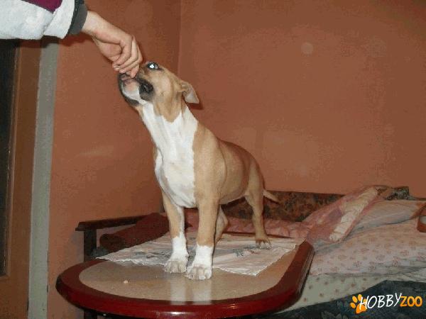 amstaff mascul de vanzare