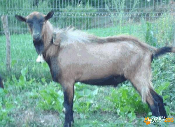 tapi din rasa alpina franceza