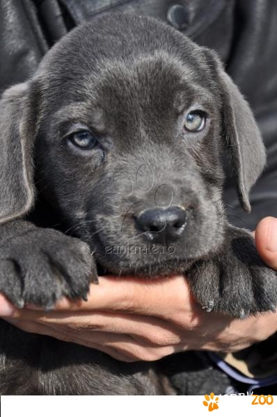 Cane Corso Albastru de vanzare