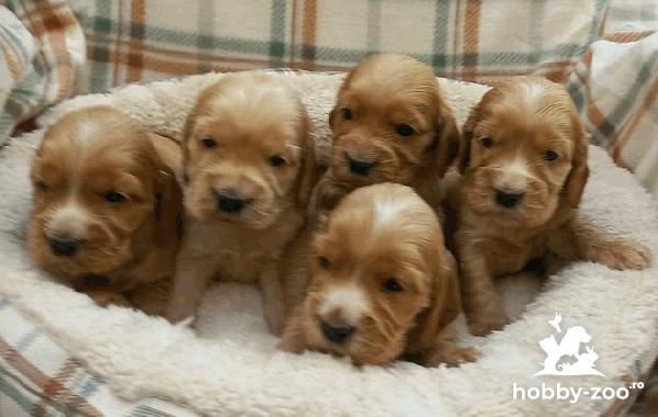 Pui de Cocker Spaniel Englez
