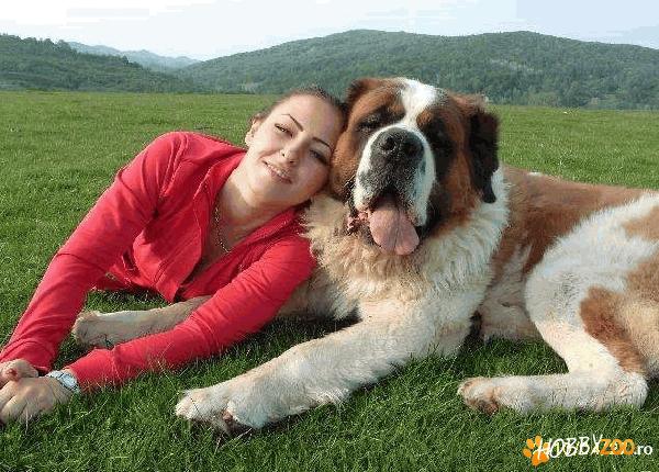 Saint Bernard  mascul pentru monta