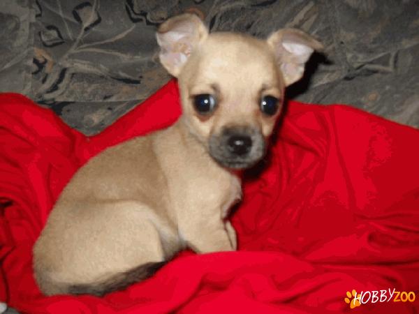 chiuhuahua de vanzare