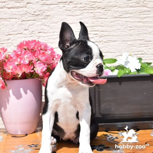 TOP Boston Terrier cățeluși