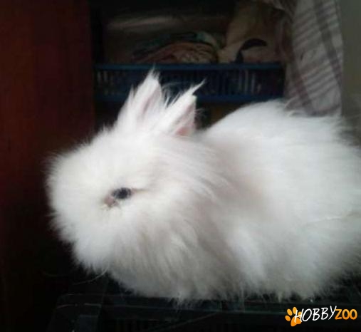 iepure angora mascul
