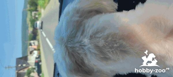 Bichon Maltez Împerechere