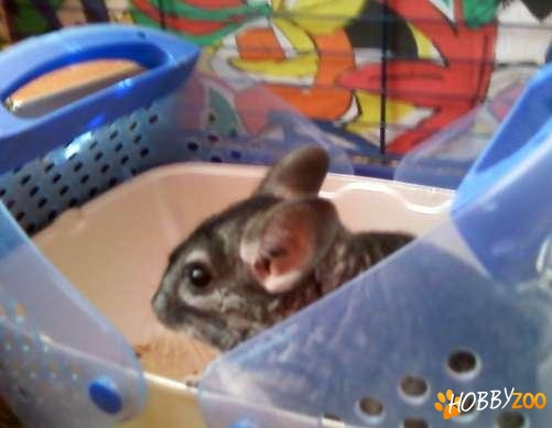 Pui chinchilla standard mascul