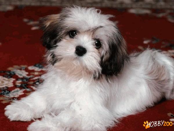bichon havanez calarasi