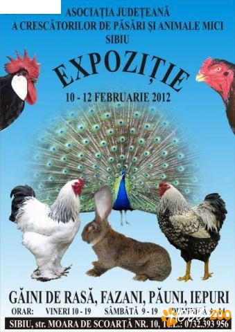 Expozitie gaini Sibiu