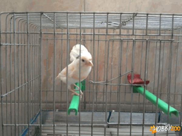 canari masculi maturi