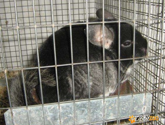 ferma completa de chinchilla