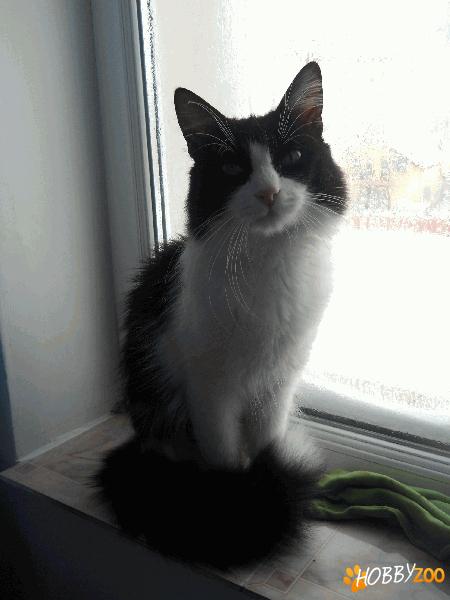 Dau motan spre adoptie