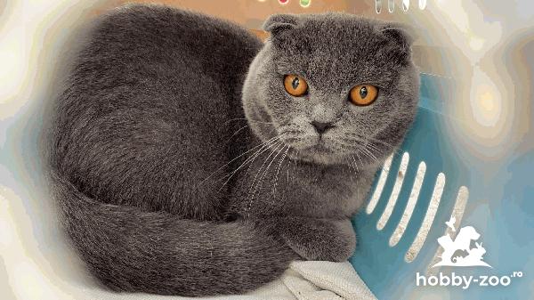 Motan Scotish fold pentru impereche