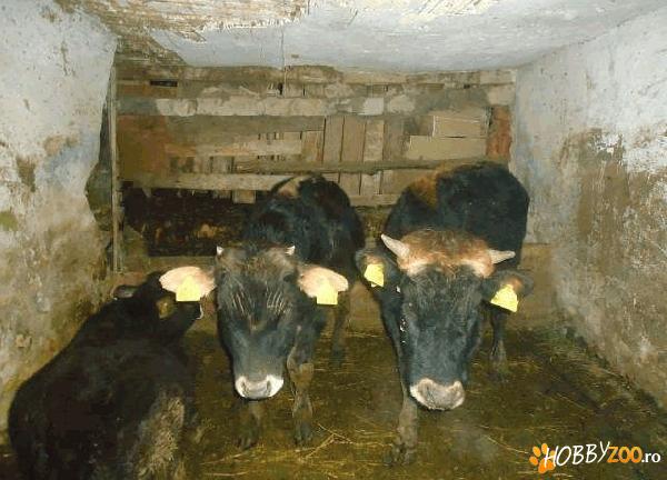 vitei de crescut rasa buna