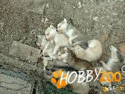 Pui husky siberian rasa pura