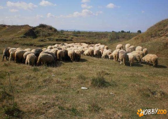 80 de capete de ovine