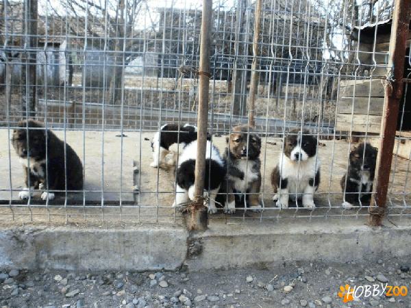 CIOBANESC DE ASIE CENTRALA