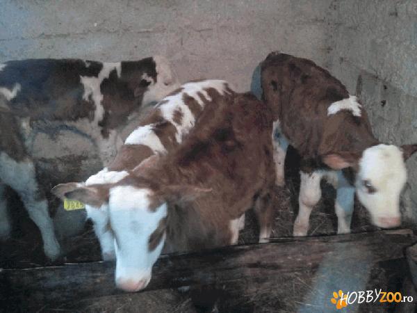 vitei charolaise albastru angus