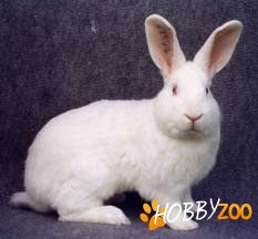 Iepuri de rasa Pannon White