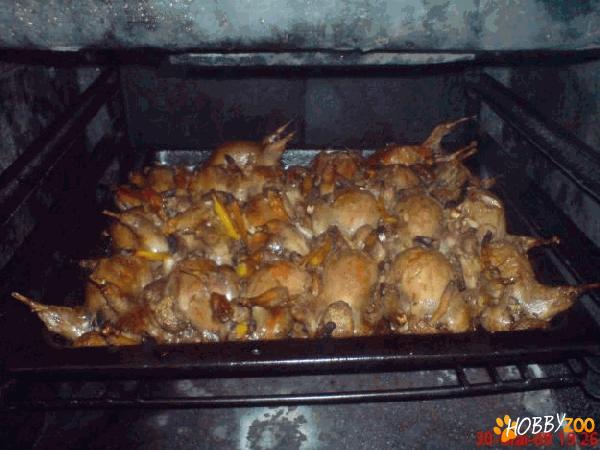  carne de prepelita 