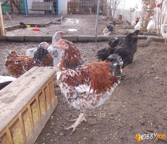 gaini orpington si matase japoneza