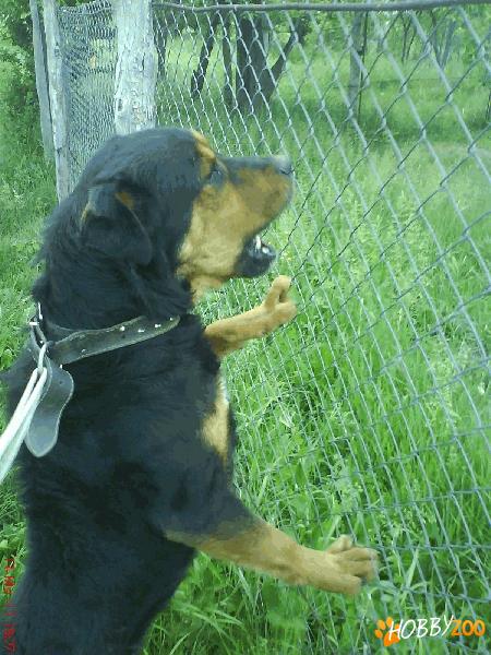 Vand rottweiler ......