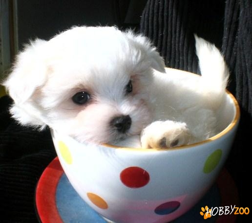 PUI BICHON MALTESE bulgare de zapada