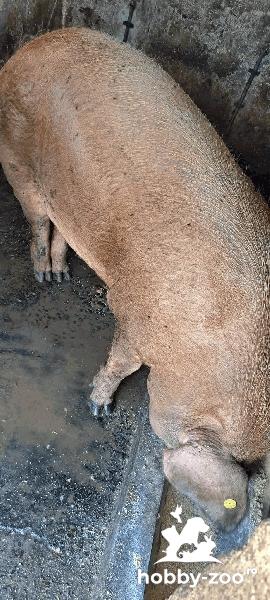 Porci de țară rase numai de carne