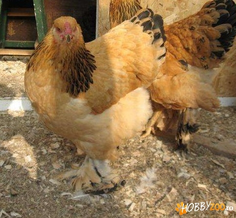 Gaini Brahma Columbia adulte