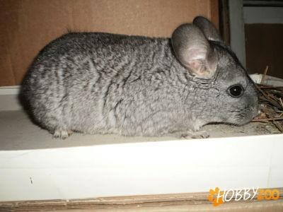 chinchilla