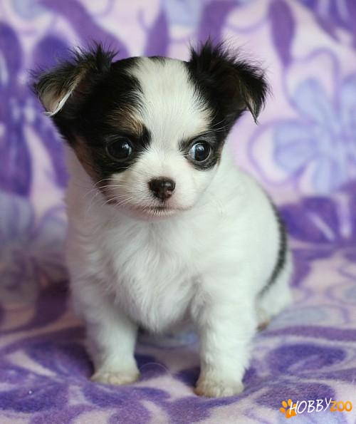 pui chihuahua disponibile
