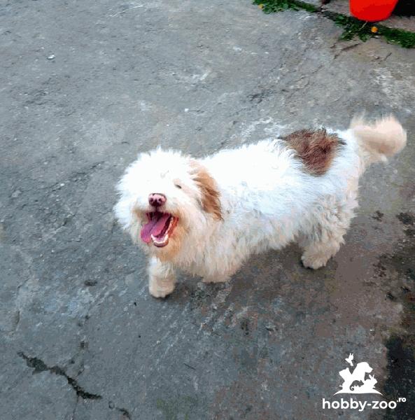 Cățel de trufe Lagotto