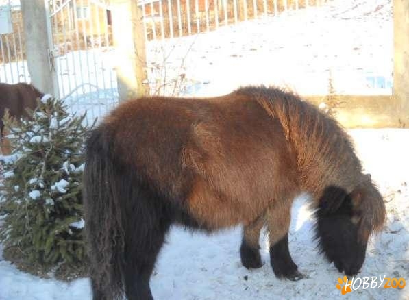 ponei shetland talie mica