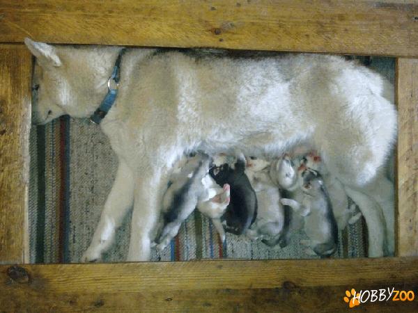 catelusi husky din canisa proprie