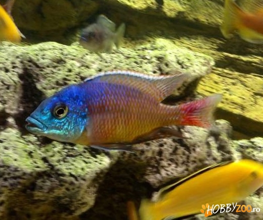 Protomelas Taeniolatus Namalenje