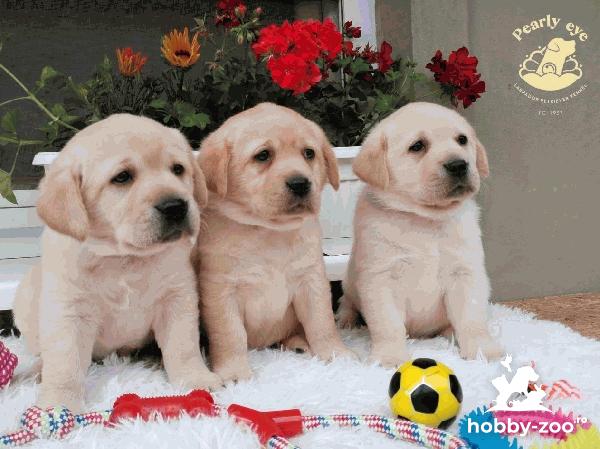Labrador retriever cățeluși